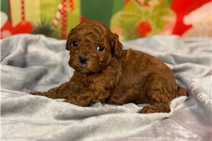 Fisk - Poodle, Miniature for sale