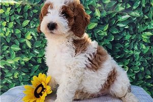 Fernando - puppy for sale