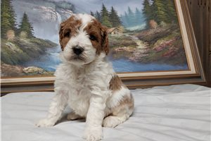 Finnegan - Miniature Poodle for sale