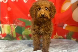 Marla - Poodle, Miniature for sale