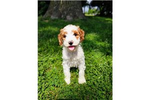 Asher - Poodle, Miniature for sale