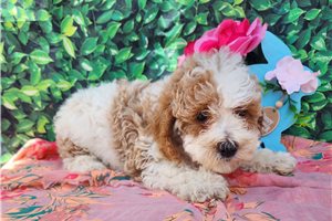 Frida - Miniature Poodle for sale