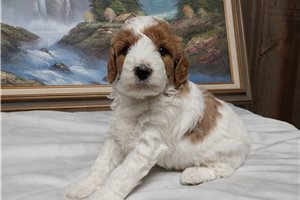 Franklin - Poodle, Miniature for sale