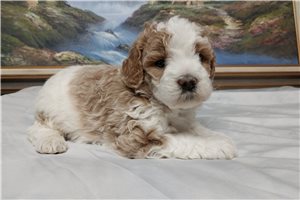 Frida - puppy for sale