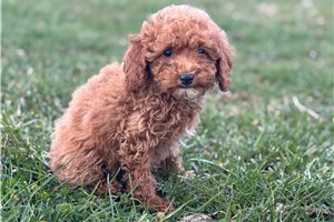 Malinda - puppy for sale