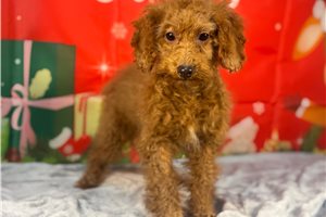 Meredith - Poodle, Miniature for sale