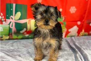 Baxter - puppy for sale