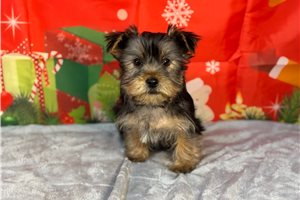 Blaine - Yorkshire Terrier - Yorkie for sale