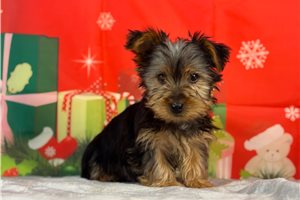 Blaze - puppy for sale