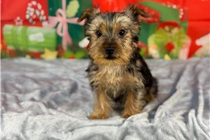 Blackjack - puppy for sale