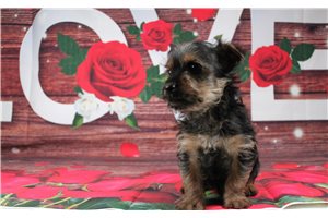 Eric - Yorkshire Terrier - Yorkie for sale