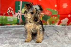 Bixby - puppy for sale