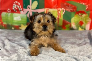 Blake - puppy for sale