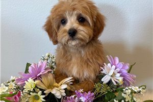 Eddie - puppy for sale