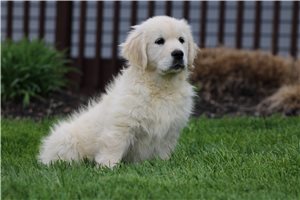 Vanna - puppy for sale