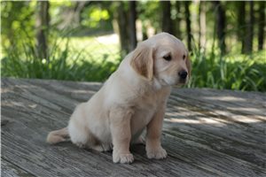 Deke - puppy for sale