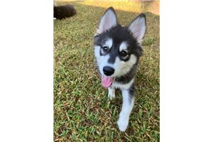Brielle - Pomsky for sale
