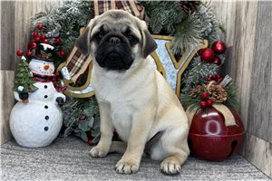 Tovah - Pug for sale