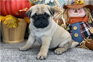 Vincent - puppy for sale