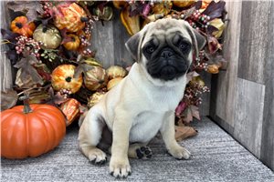 Talon - puppy for sale