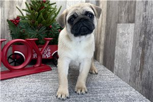 Victoria - Pug for sale