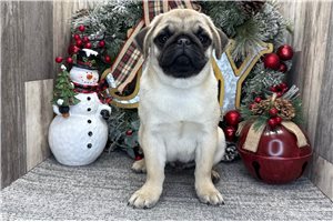 Trudy - Pug for sale