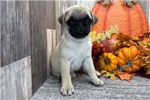 Teegan - puppy for sale