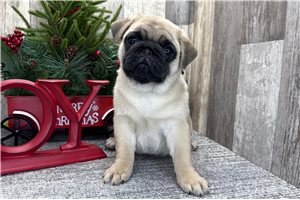 Vanna - Pug for sale