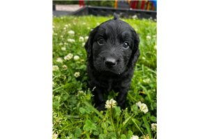 Gideon - Double Doodle for sale