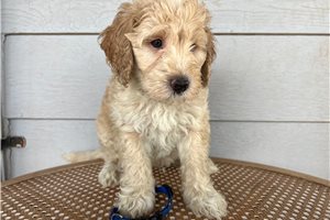 Shawn - Aussiedoodle for sale