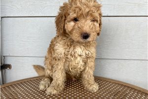 Silas - Aussiedoodle for sale