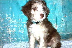 Spring - Aussiedoodle for sale
