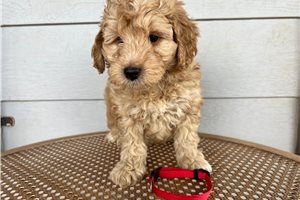 Slater - Aussiedoodle for sale