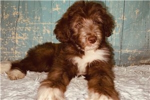 Starla - Aussiedoodle for sale