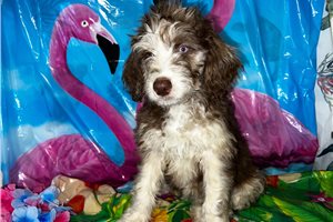 Spring - Aussiedoodle for sale