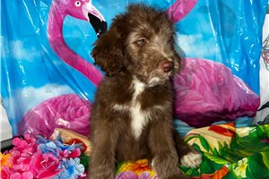 Storm - puppy for sale