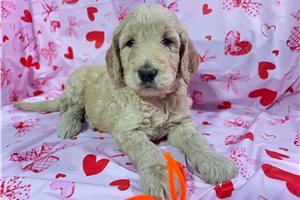 Caesar - Goldendoodle, placed in Tucson
