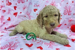 Cadence - Goldendoodle, placed in Tucson