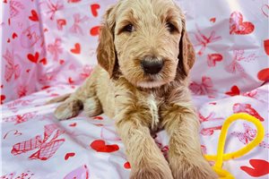 Cadet - Goldendoodle, placed in Tucson