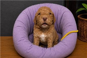 Barry - Goldendoodle, Mini for sale