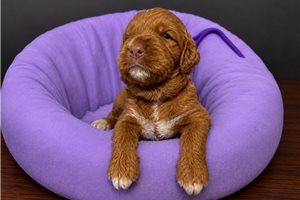 Beanie - Goldendoodle, Mini for sale