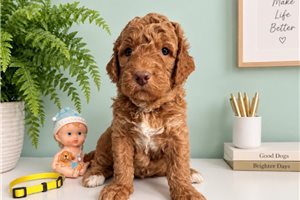 Barry - Goldendoodle, Mini for sale