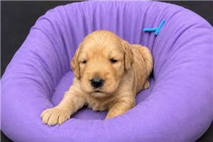 Beatrice - Goldendoodle, Mini for sale
