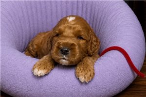 Bellatrix - Goldendoodle, Mini for sale