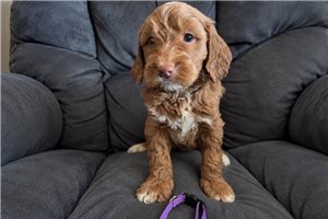Beanie - Mini Goldendoodle for sale