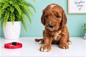 Bellatrix - Goldendoodle, Mini for sale