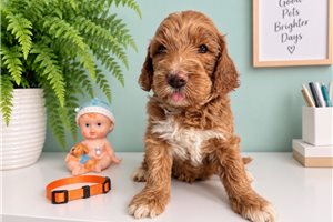 Bayer - Goldendoodle, Mini for sale