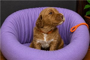 Bayer - Goldendoodle, Mini for sale