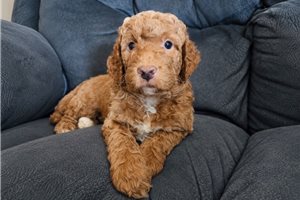 Barry - Goldendoodle, Mini for sale