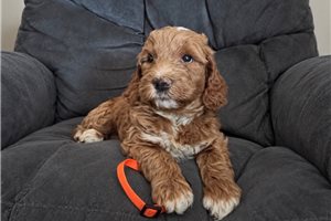 Bayer - Mini Goldendoodle for sale